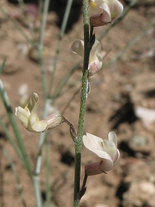 Astragalus ceramicus v. filifolius